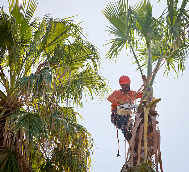 Tree Health Inspection in Tarkio, MO